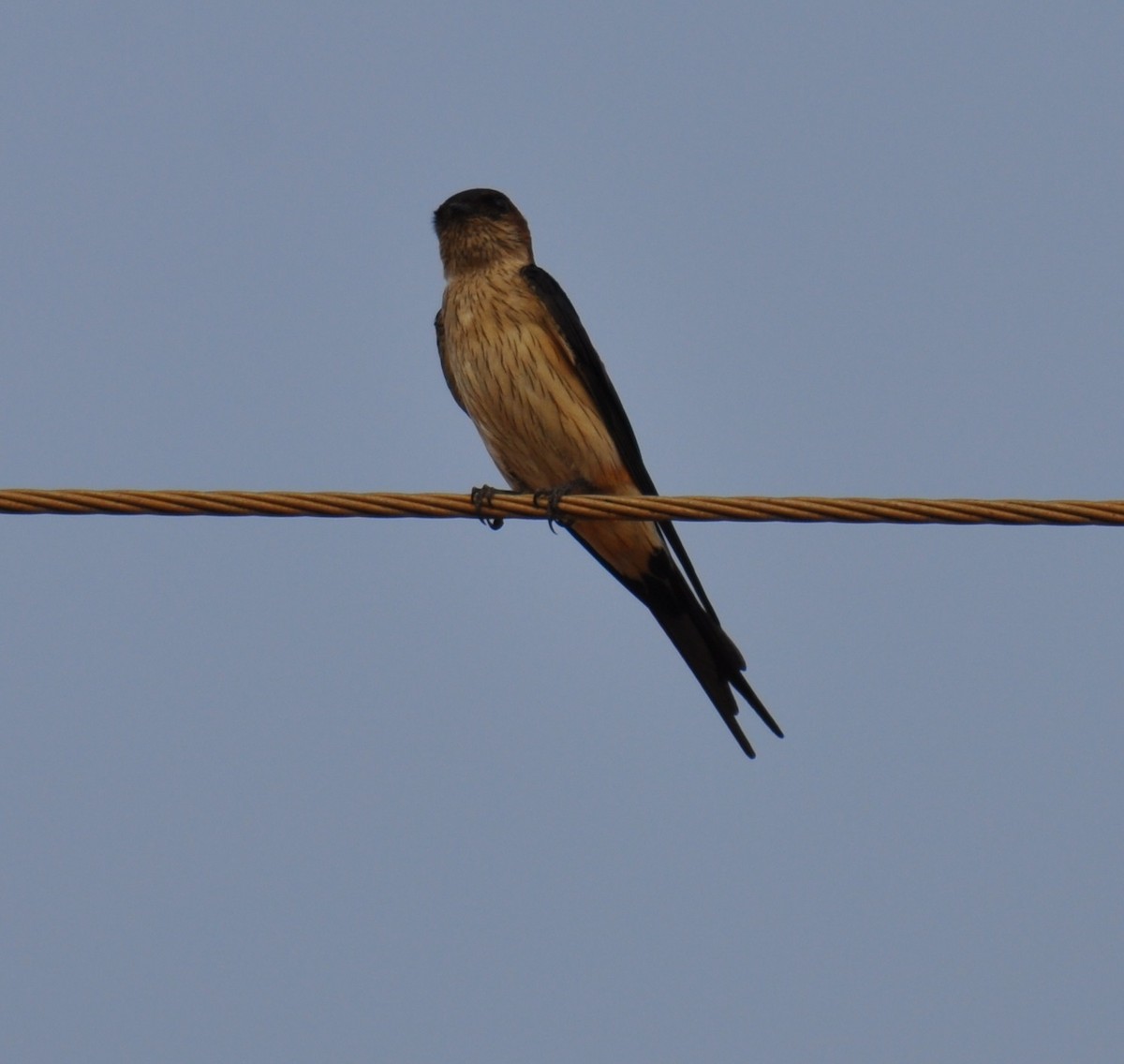 Red-rumped Swallow - Hareesha AS