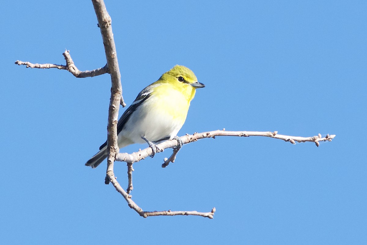 Yellow-throated Vireo - Owen Strickland