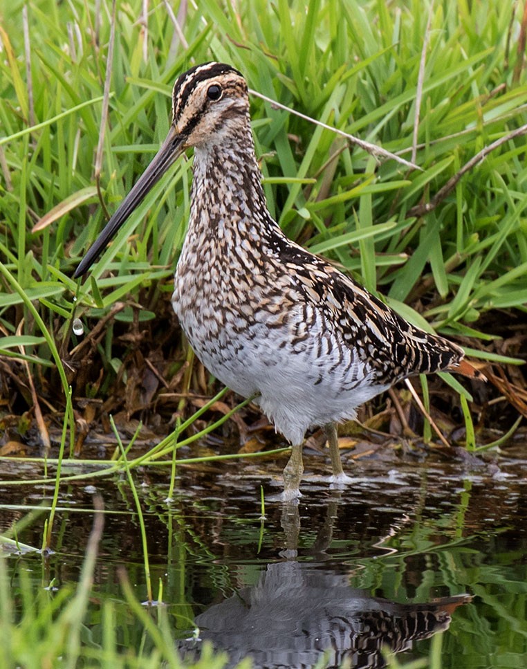 African Snipe - Bruce Ward-Smith