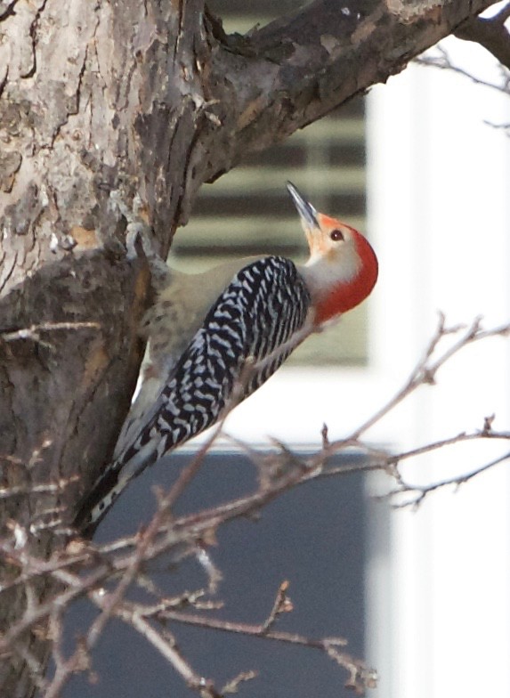 Red-bellied Woodpecker - ML90720891