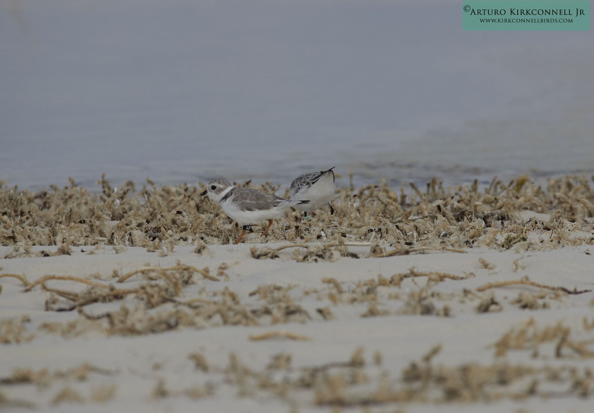 Piping Plover - ML90722671