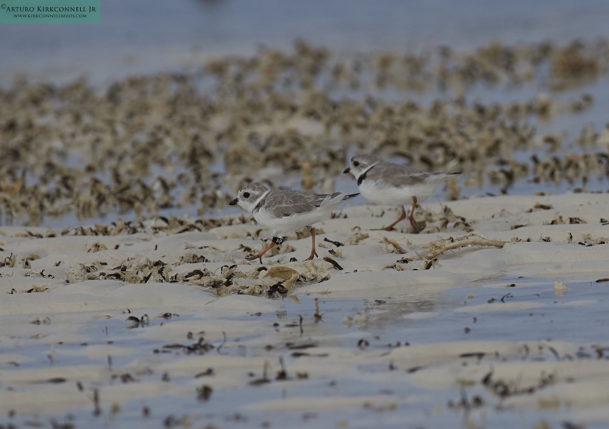 Piping Plover - ML90722711