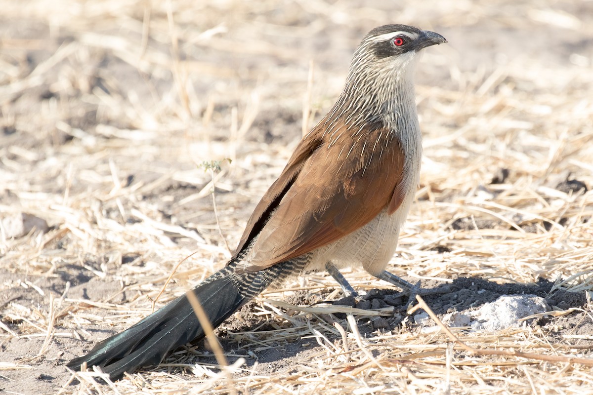 White-browed Coucal - Mason Flint