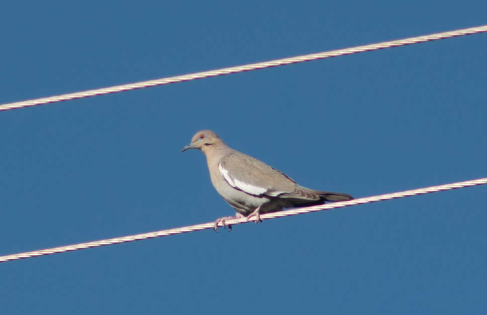 White-winged Dove - Sage Levy