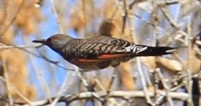 Northern Flicker (Red-shafted) - ML90725781