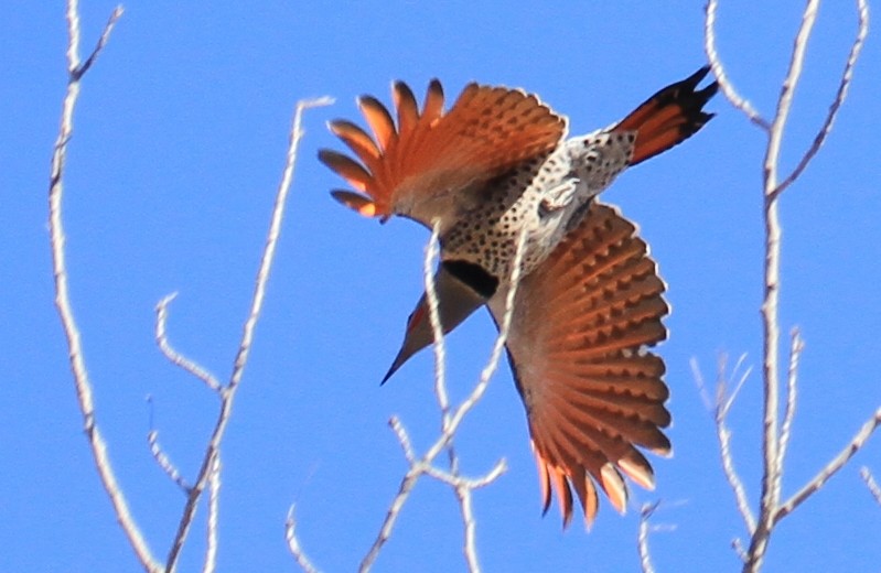 Northern Flicker (Red-shafted) - ML90725801
