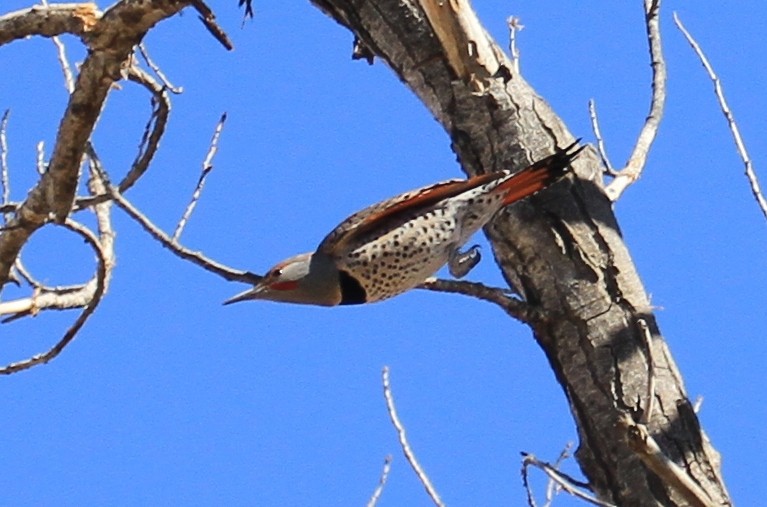 Northern Flicker (Red-shafted) - ML90725811