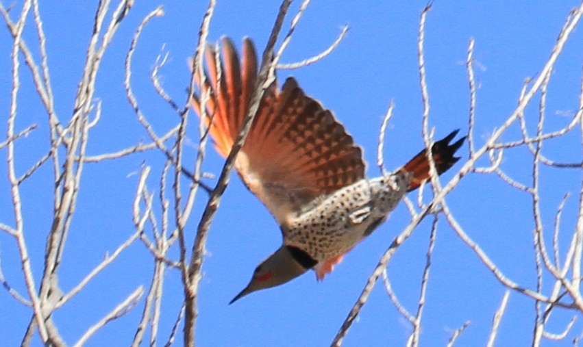 Northern Flicker (Red-shafted) - ML90725821