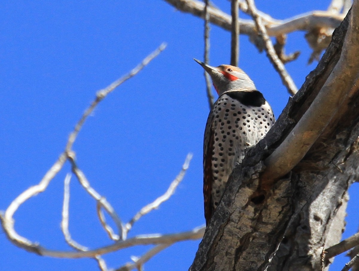 Northern Flicker (Red-shafted) - ML90725831