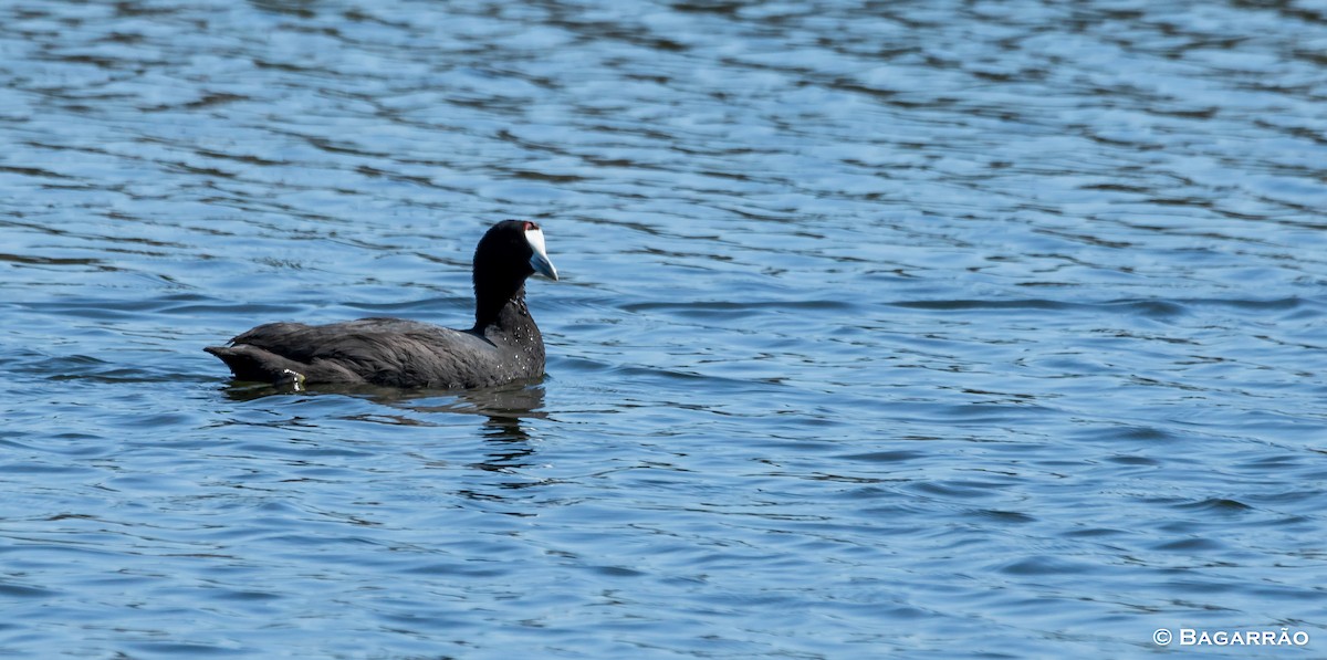Red-knobbed Coot - ML90726021