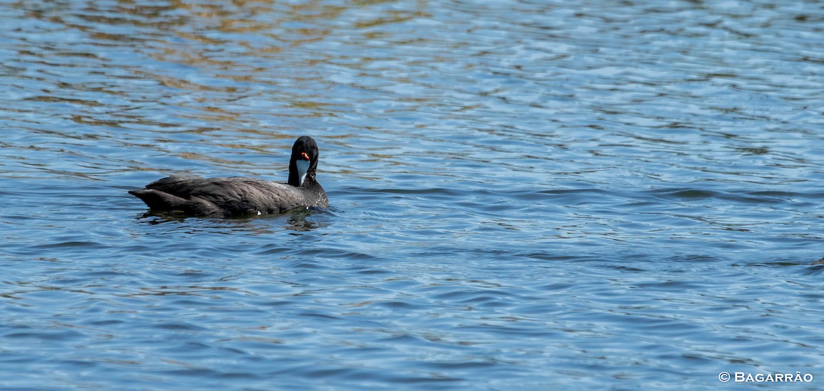 Red-knobbed Coot - ML90726071