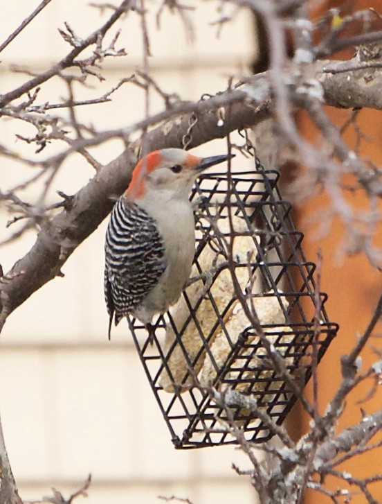 Red-bellied Woodpecker - ML90726291