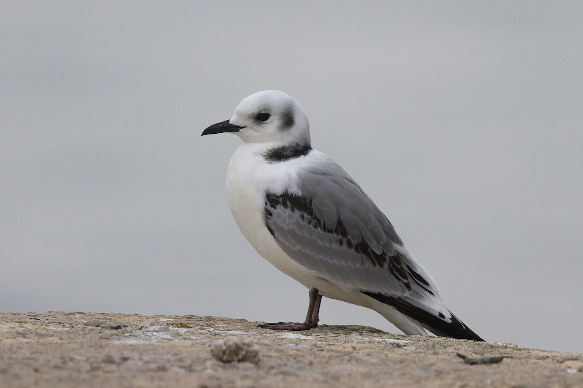 Mouette tridactyle - ML90726671