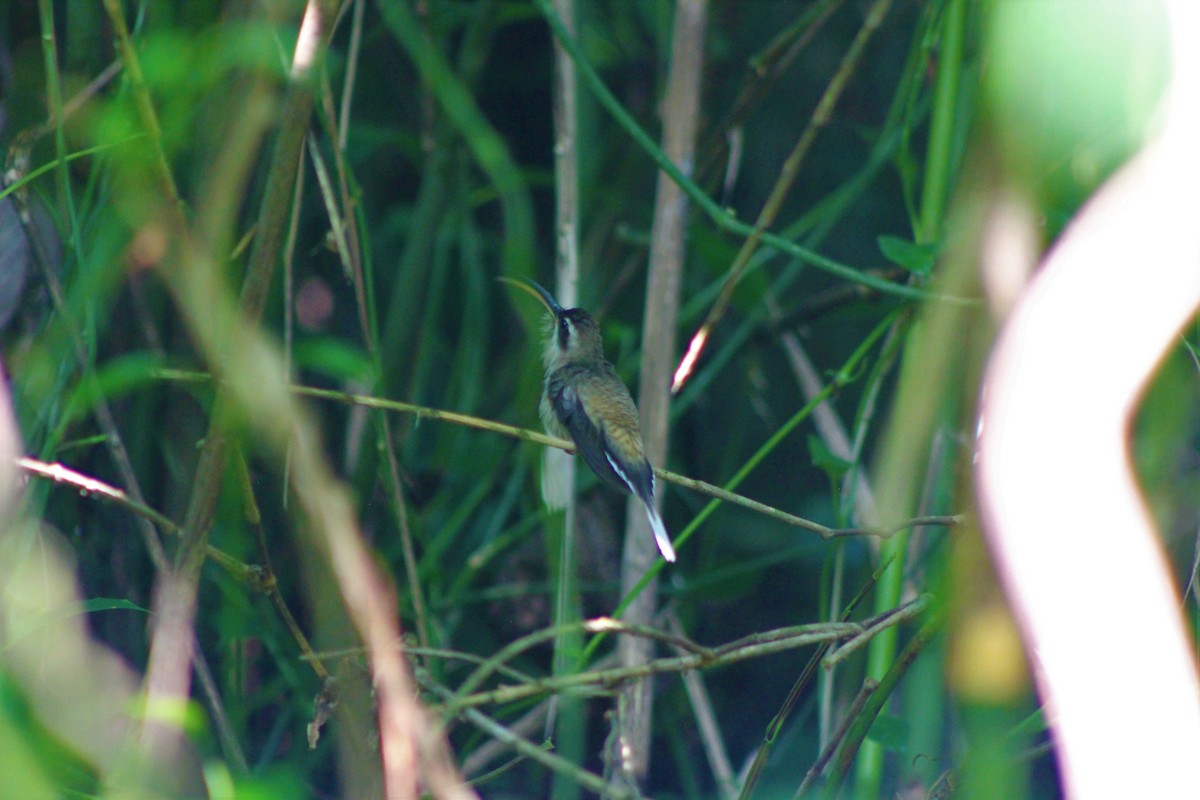 Long-billed Hermit (Central American) - ML90728281