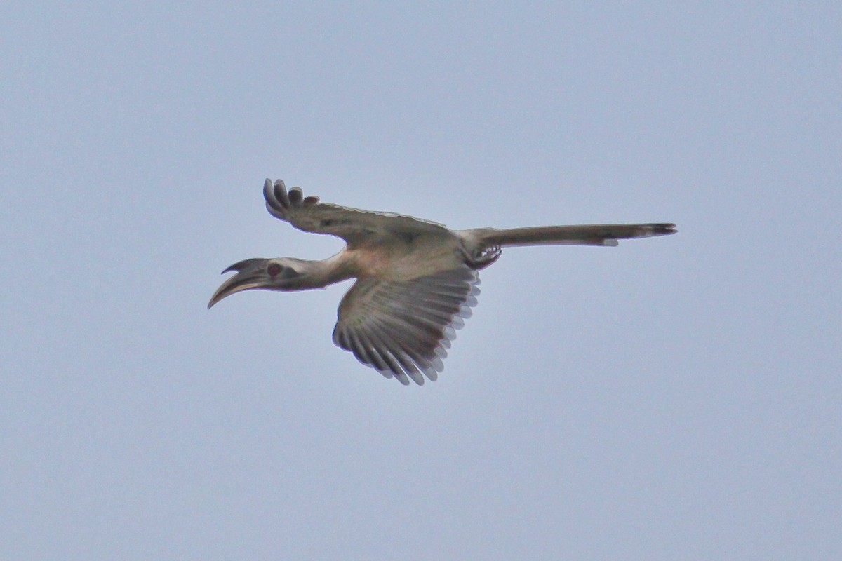 Indian Gray Hornbill - Sourav Das