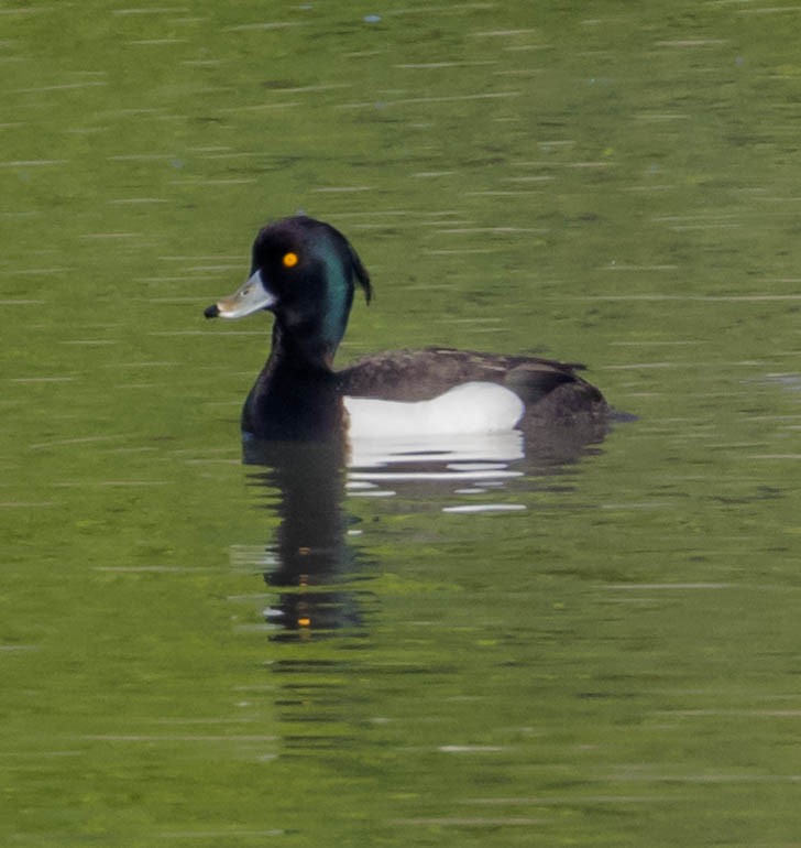 Tufted Duck - ML90730471