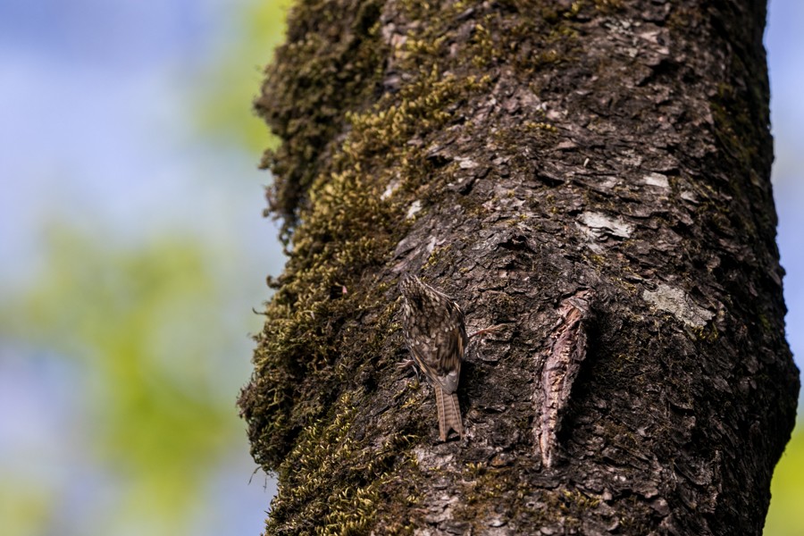 Bar-tailed Treecreeper - Samyak Kaninde