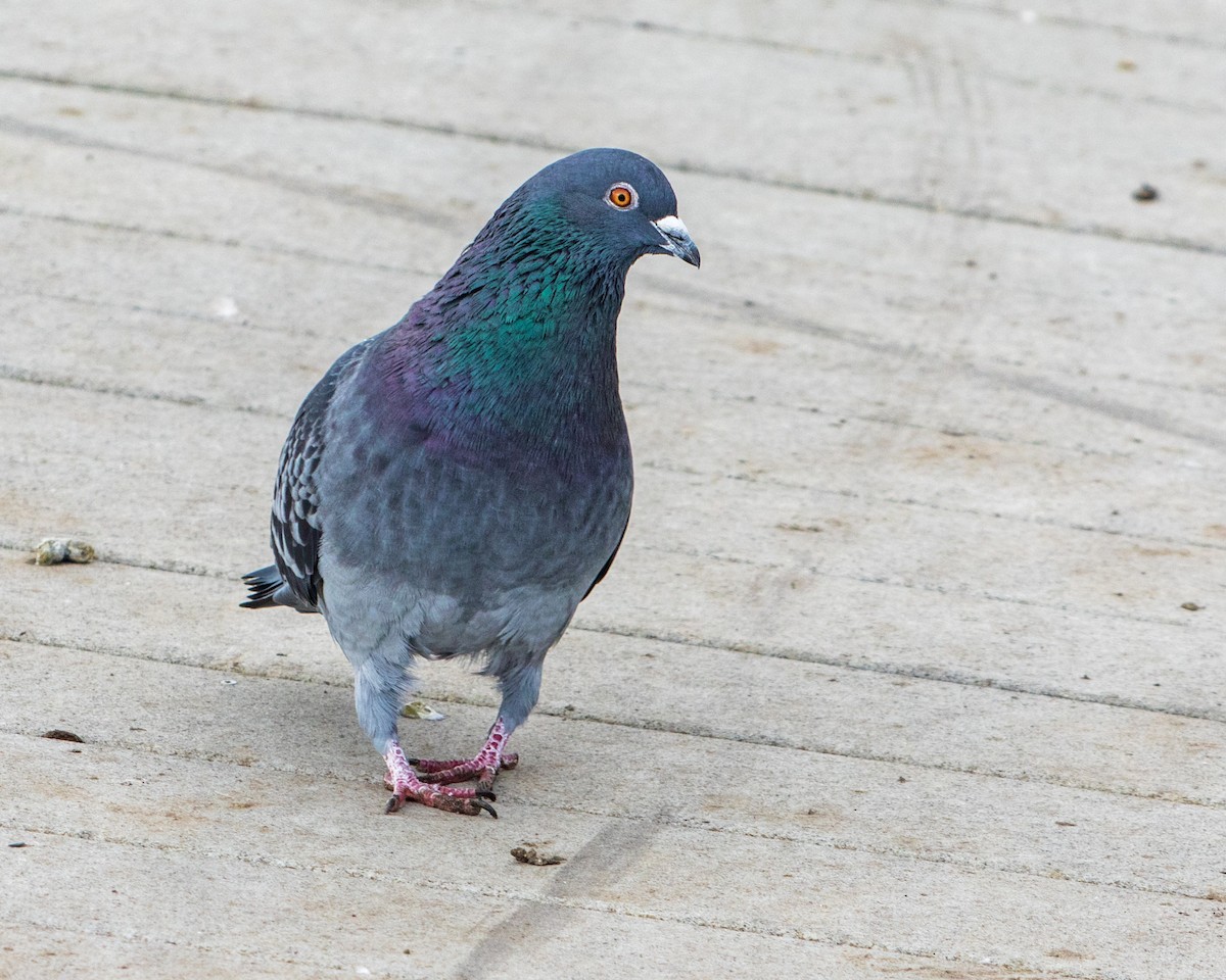 Rock Pigeon (Feral Pigeon) - ML90730931