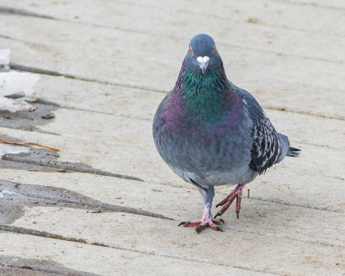 Rock Pigeon (Feral Pigeon) - ML90731091