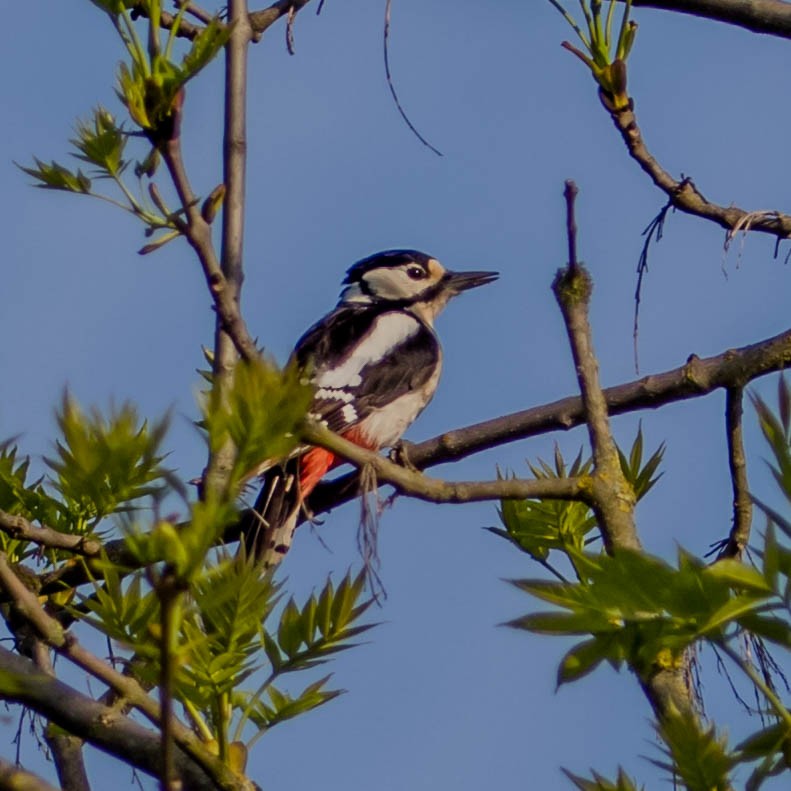 Great Spotted Woodpecker - ML90731901