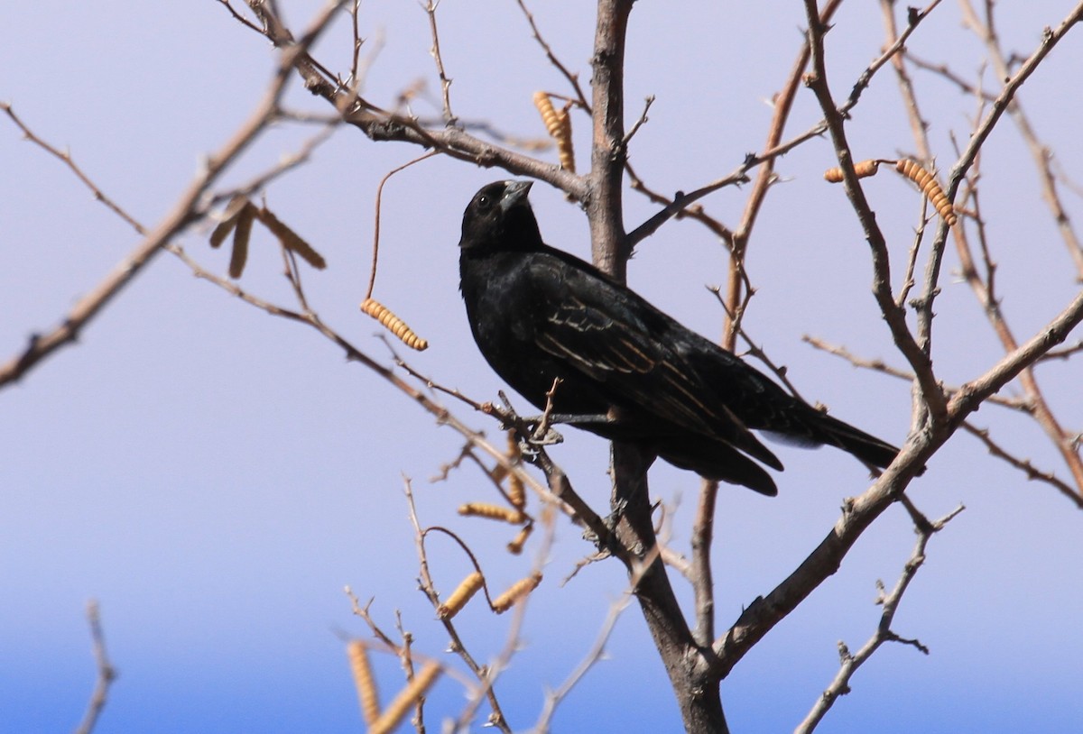 blackbird sp. - Jennifer Allison
