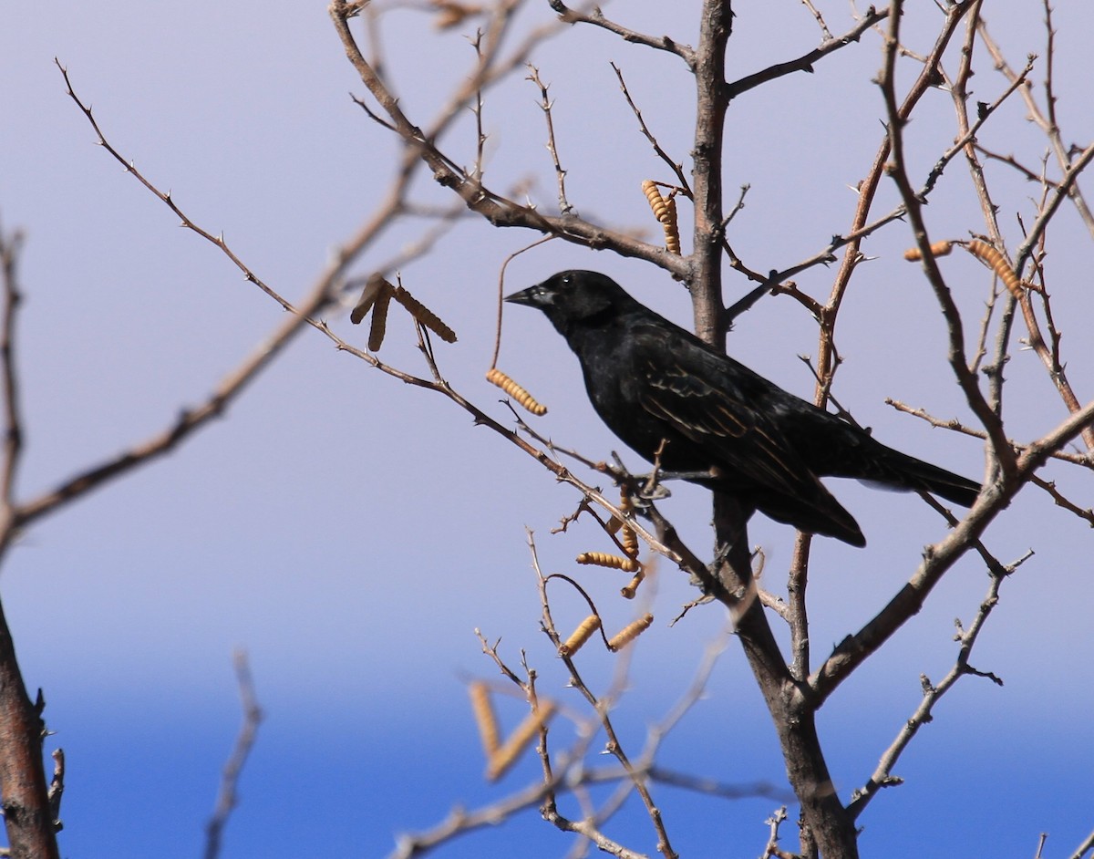 blackbird sp. - Jennifer Allison