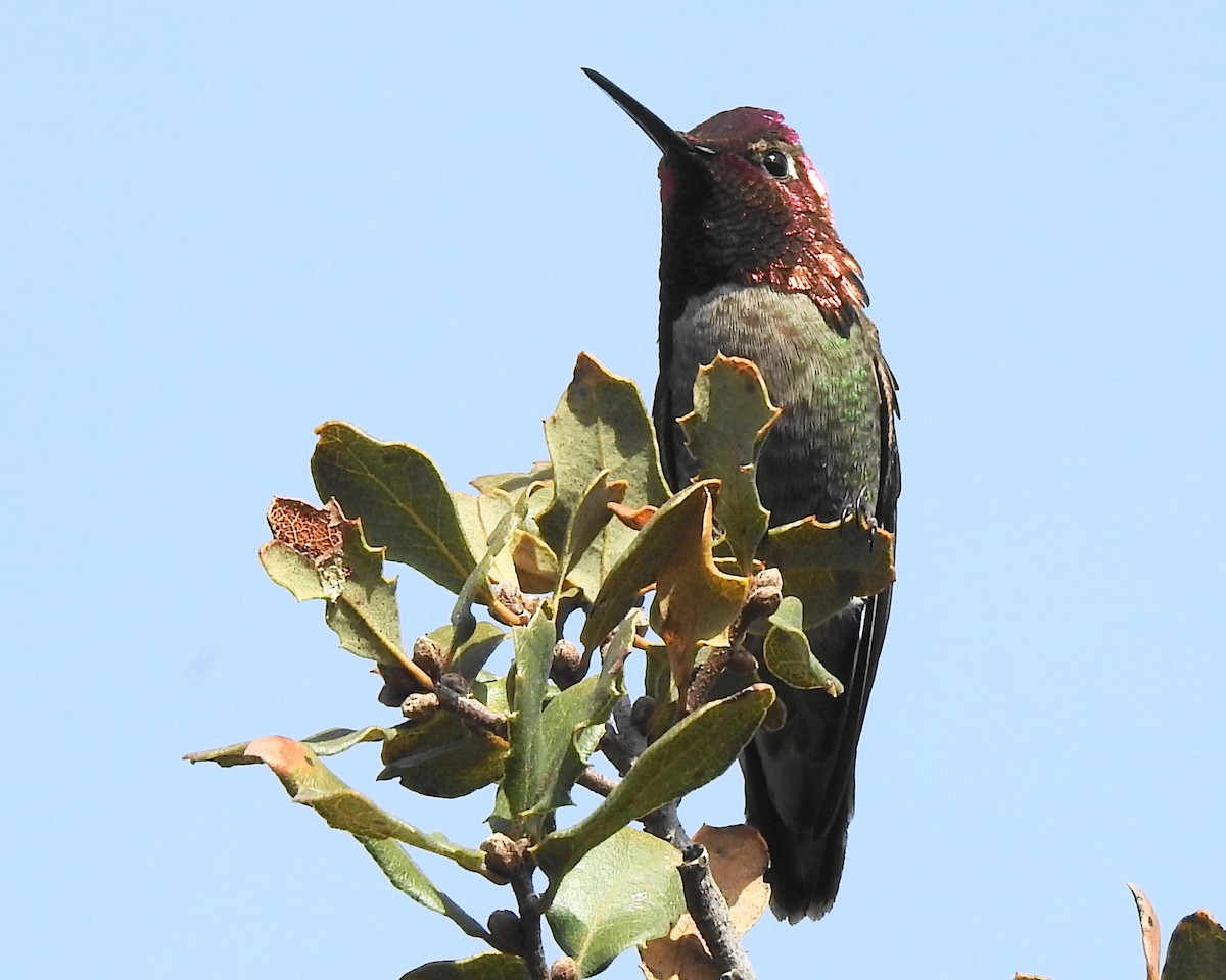 Anna's Hummingbird - Greg Cross