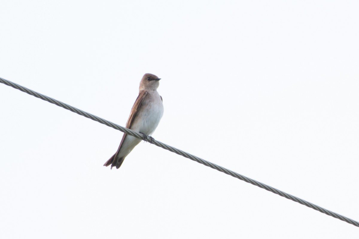 Northern Rough-winged Swallow - Mark Schulist