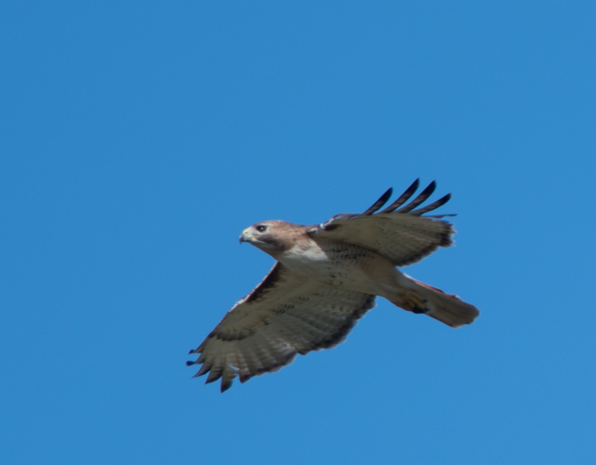 Red-tailed Hawk - ML90747721