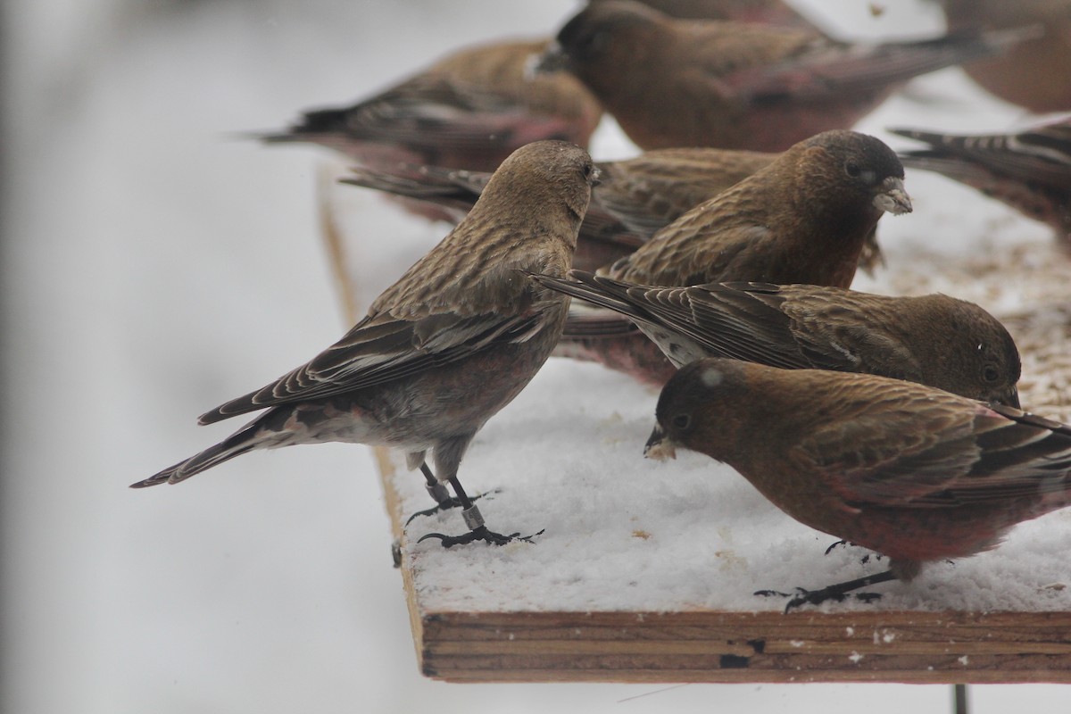 Brown-capped Rosy-Finch - ML90749081