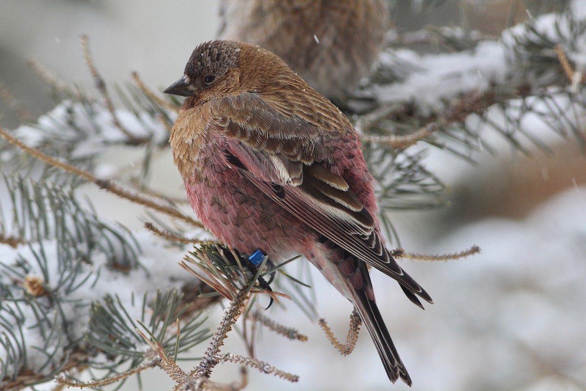 Brown-capped Rosy-Finch - ML90749121