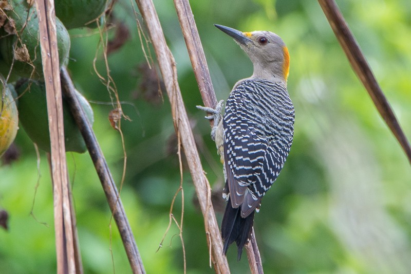 Golden-fronted Woodpecker - ML90752191