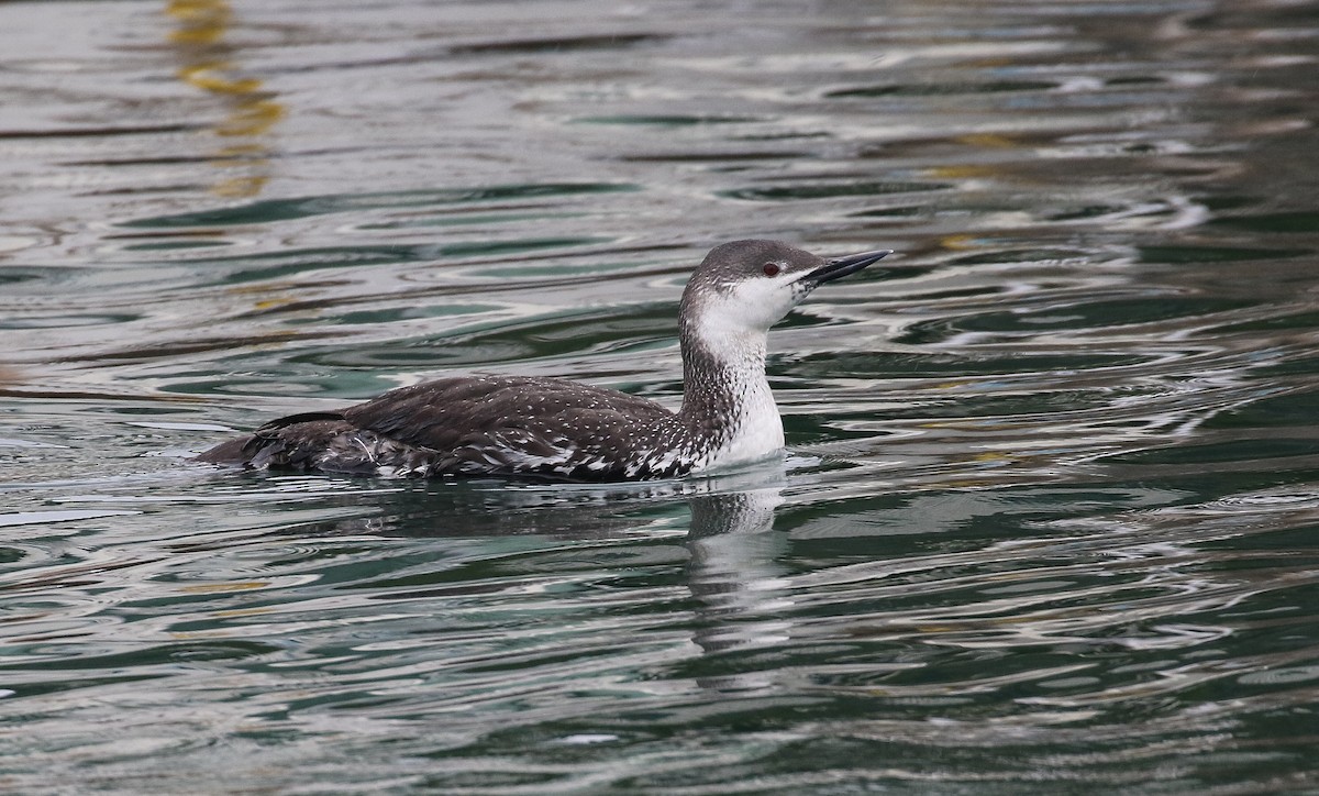 Red-throated Loon - Daniele Mitchell