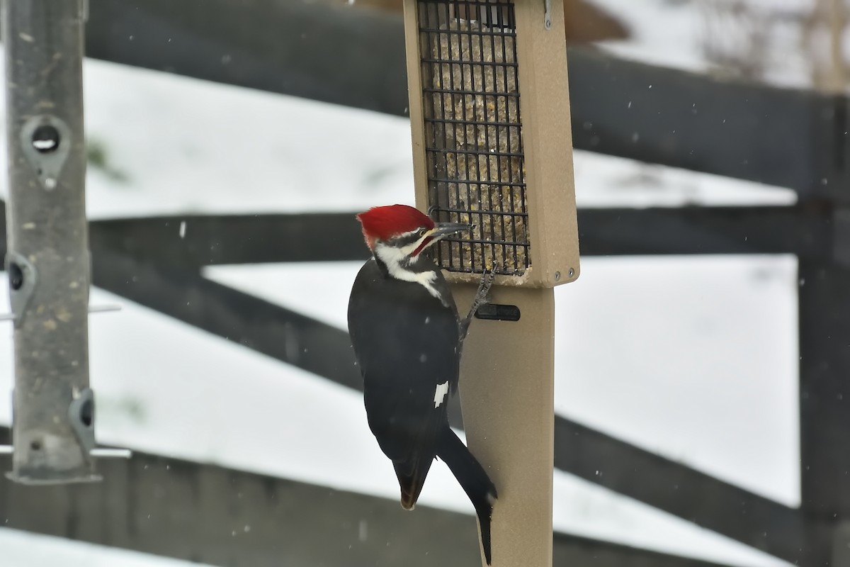 Pileated Woodpecker - Donald Casavecchia