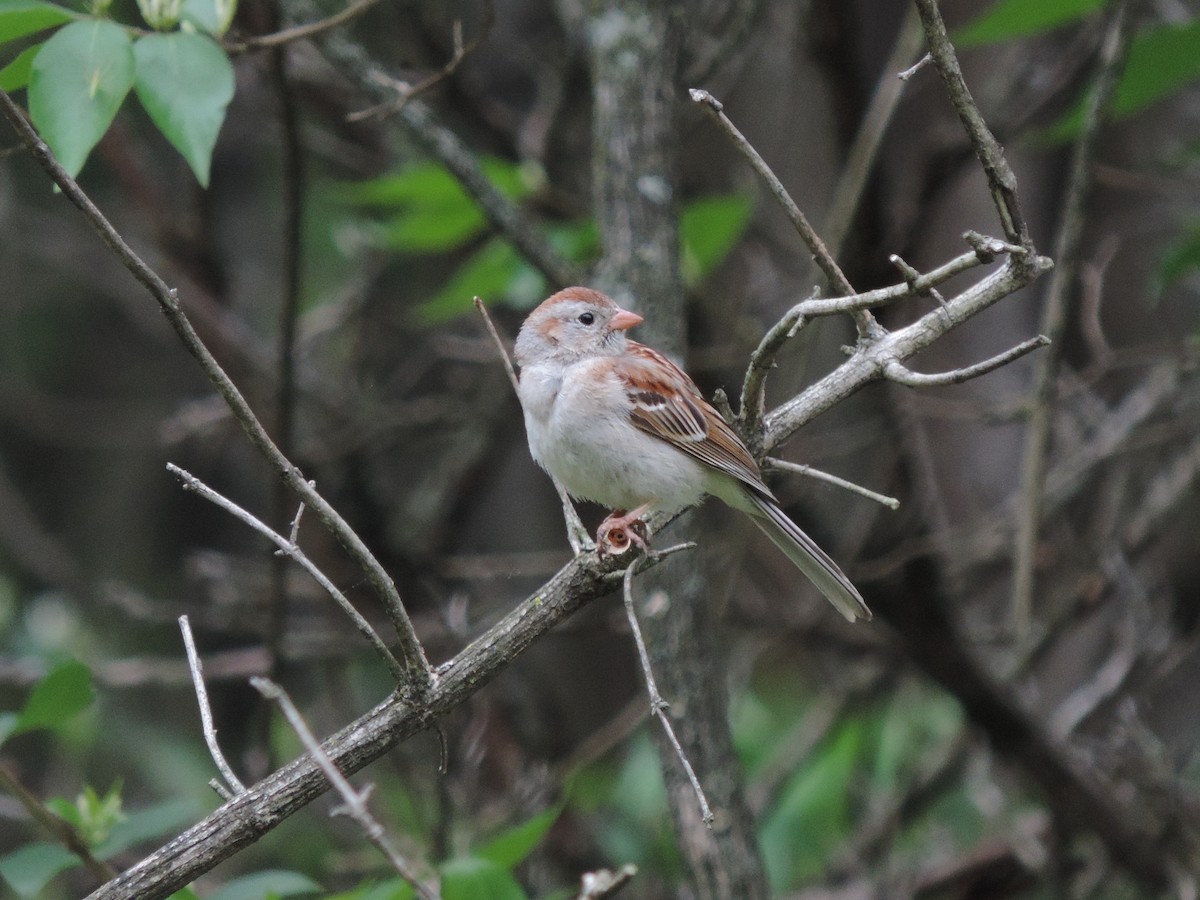 Field Sparrow - Sylvia Maulding