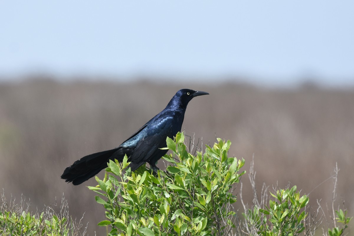 Great-tailed Grackle - Gary Yoder