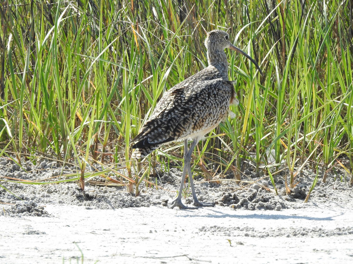 Long-billed Curlew - ML90770591