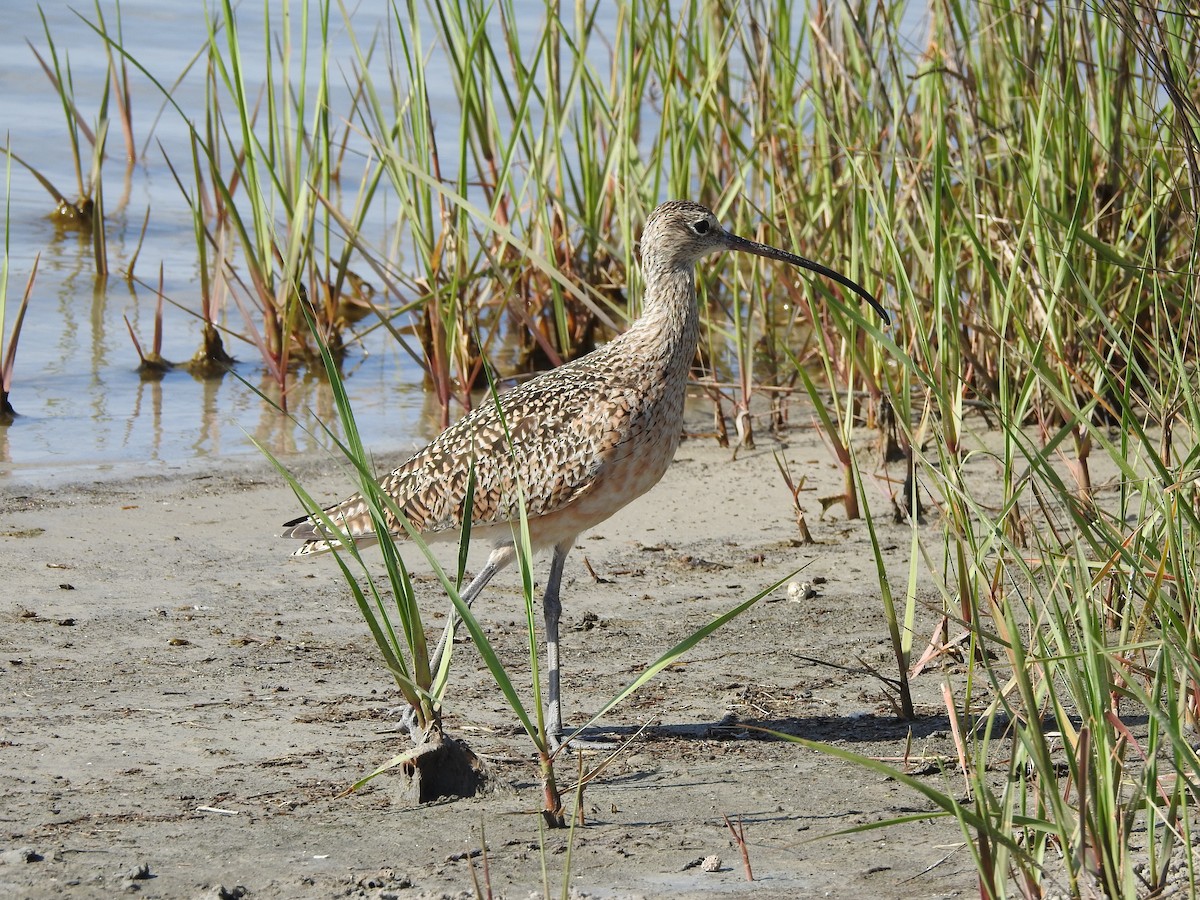 Long-billed Curlew - ML90770601
