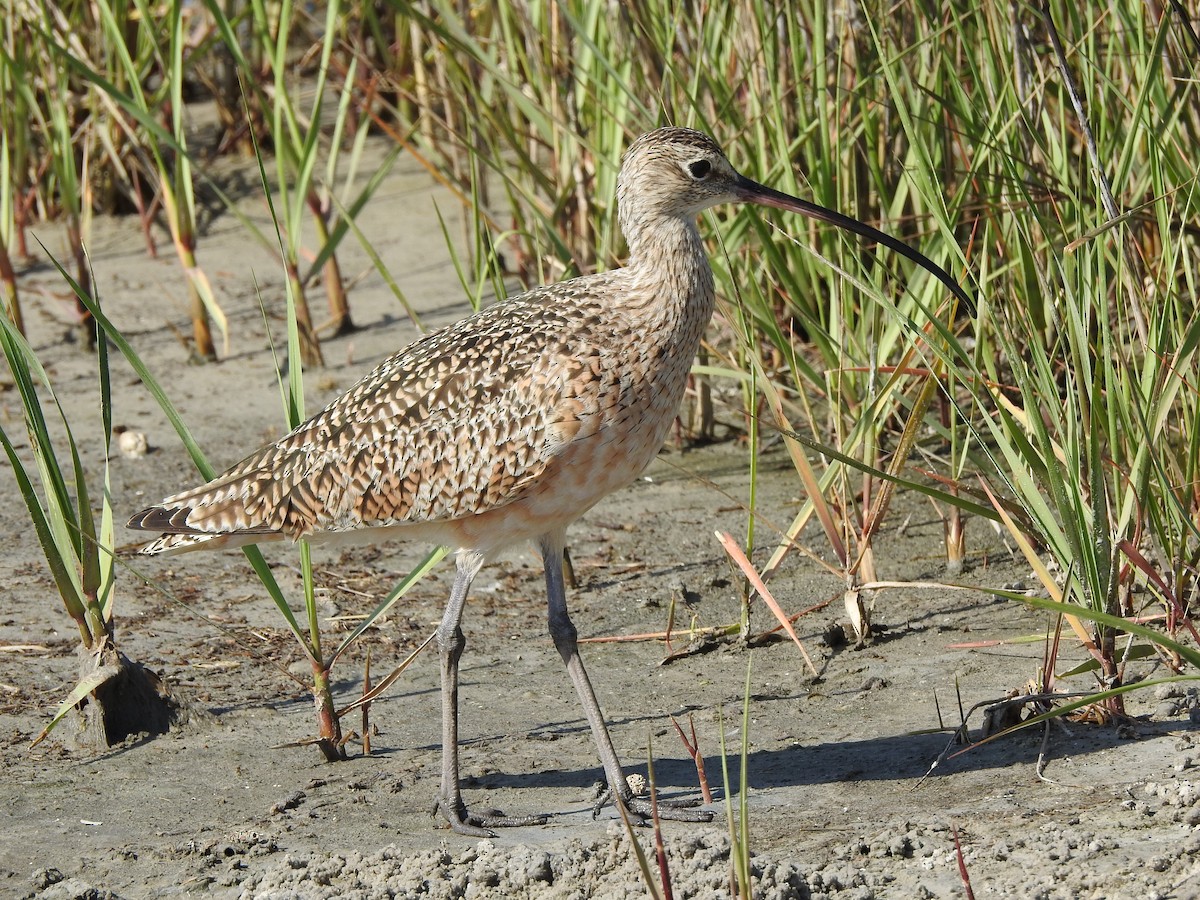 Long-billed Curlew - ML90770631
