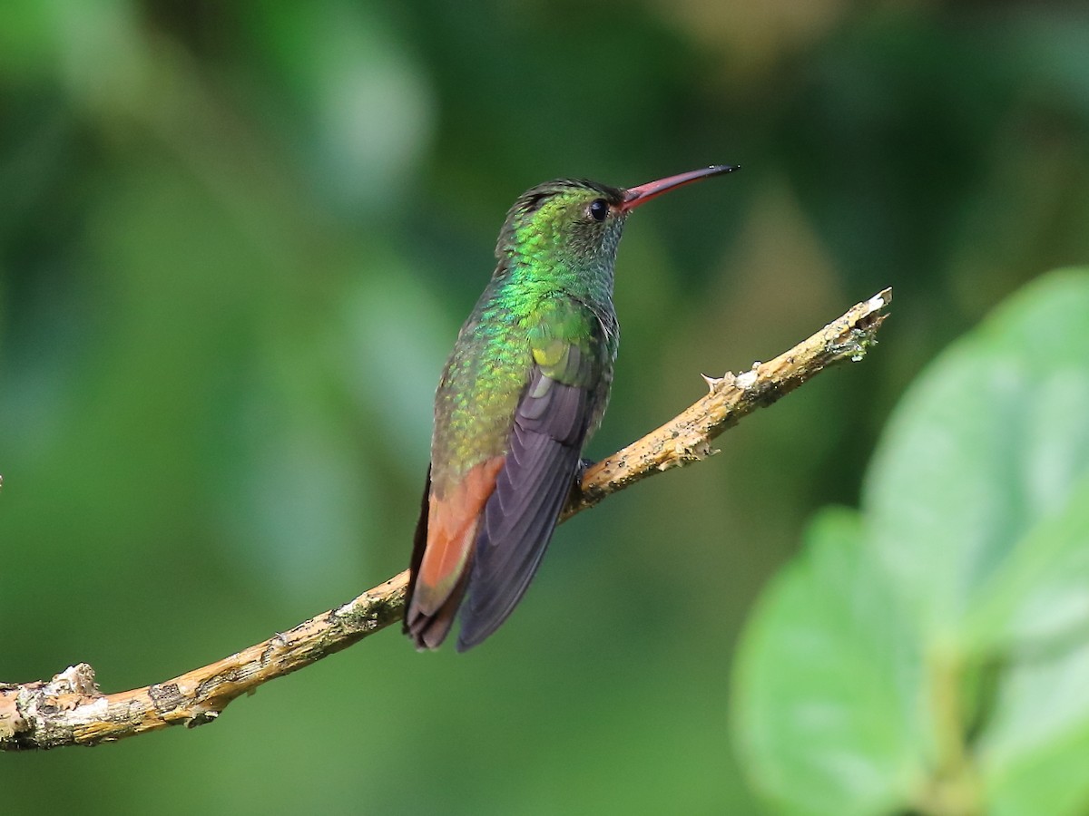 Rufous-tailed Hummingbird - ML90770851