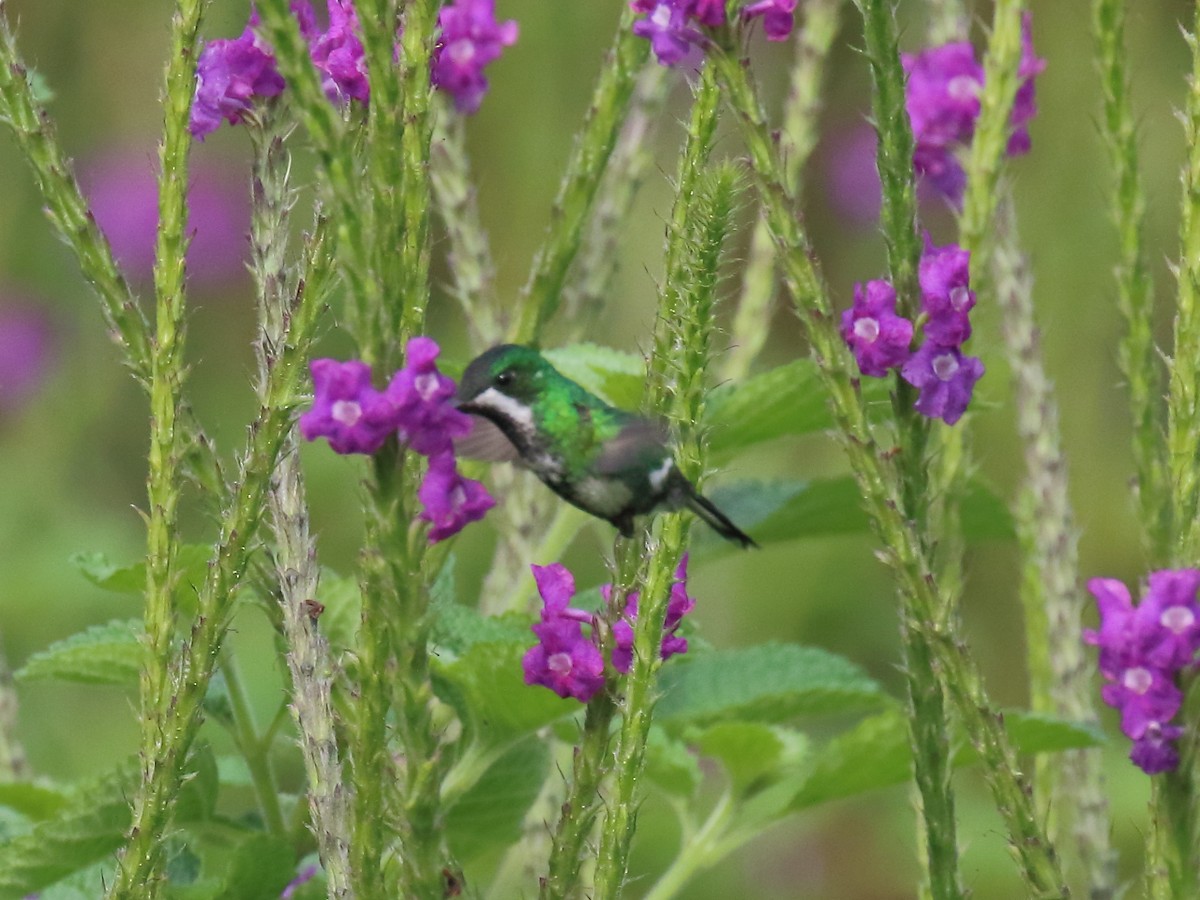 kolibřík trnoocasý - ML90771081