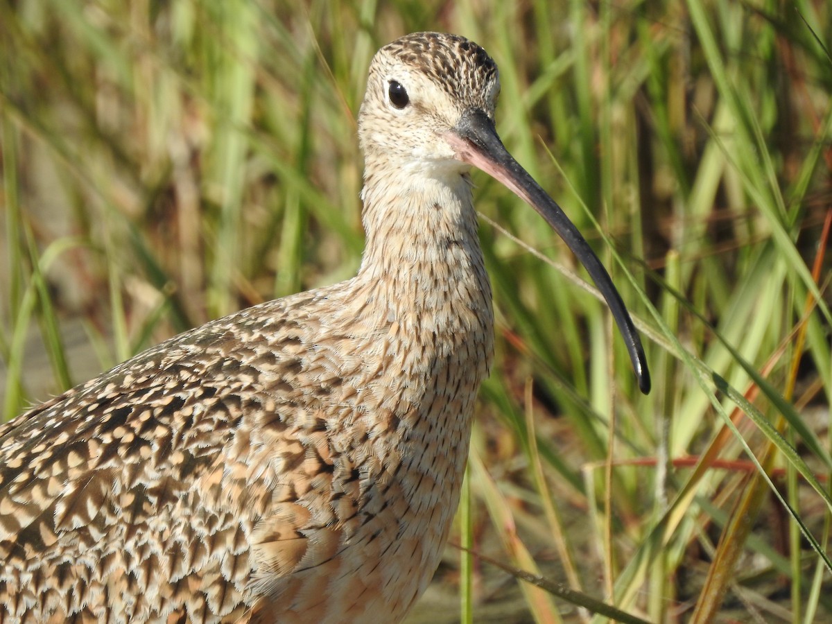 Long-billed Curlew - ML90771571