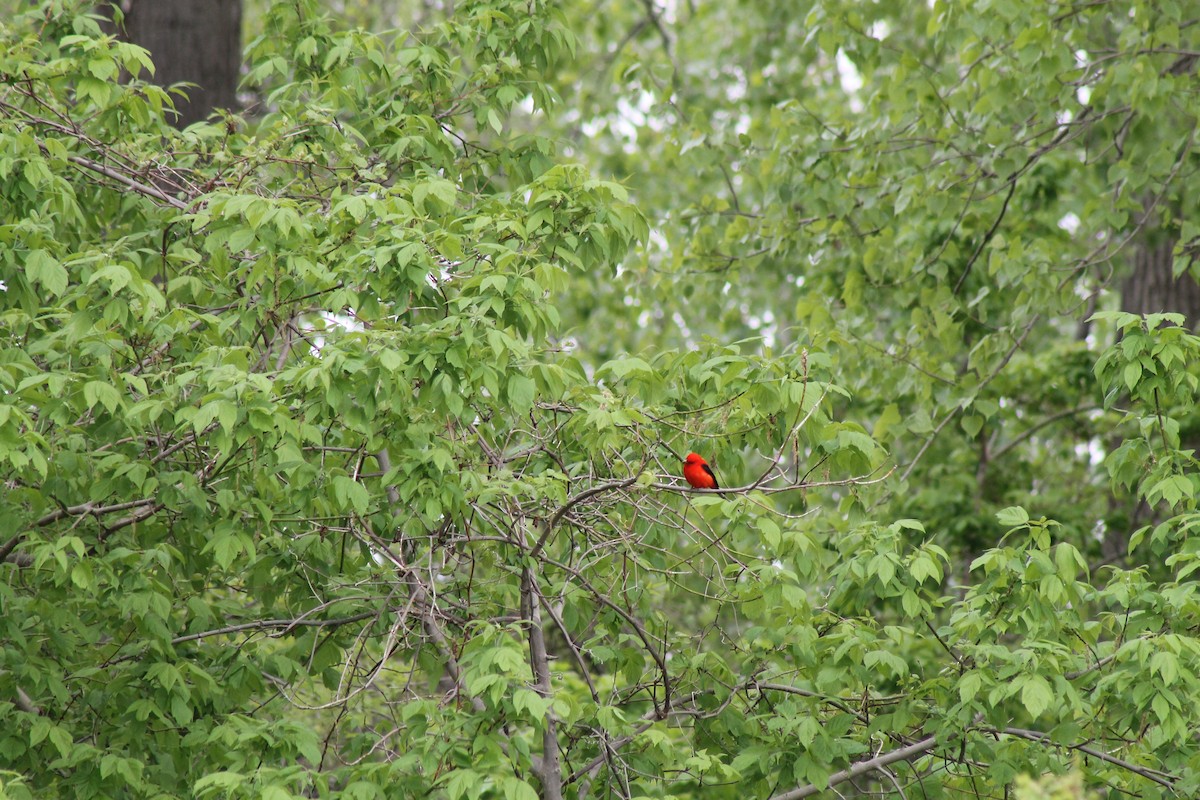 Scarlet Tanager - Cole DiFabio