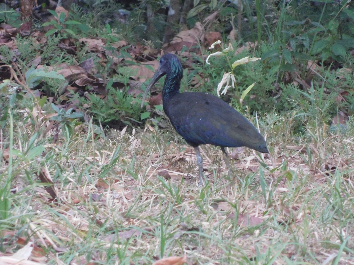ibis zelený - ML90774731