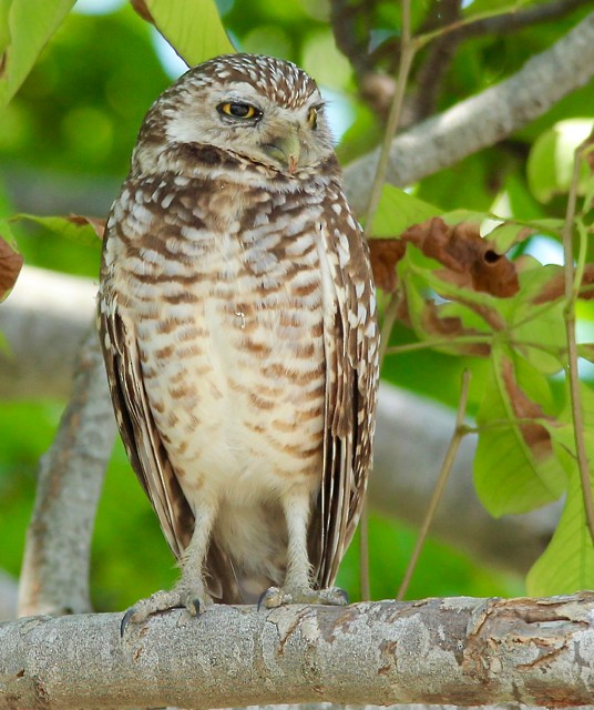 Burrowing Owl - ML90775121