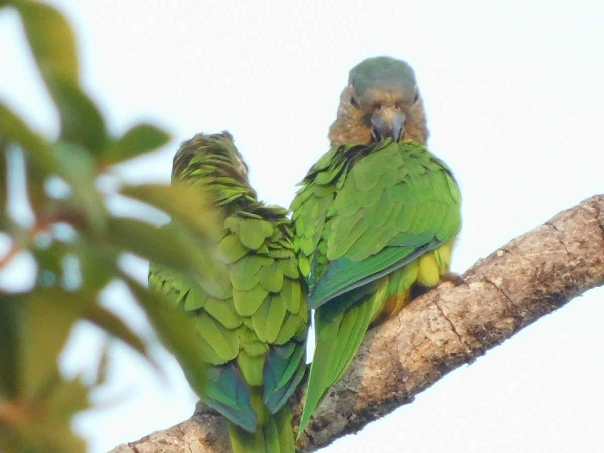 Brown-throated Parakeet - Clarisa Márquez