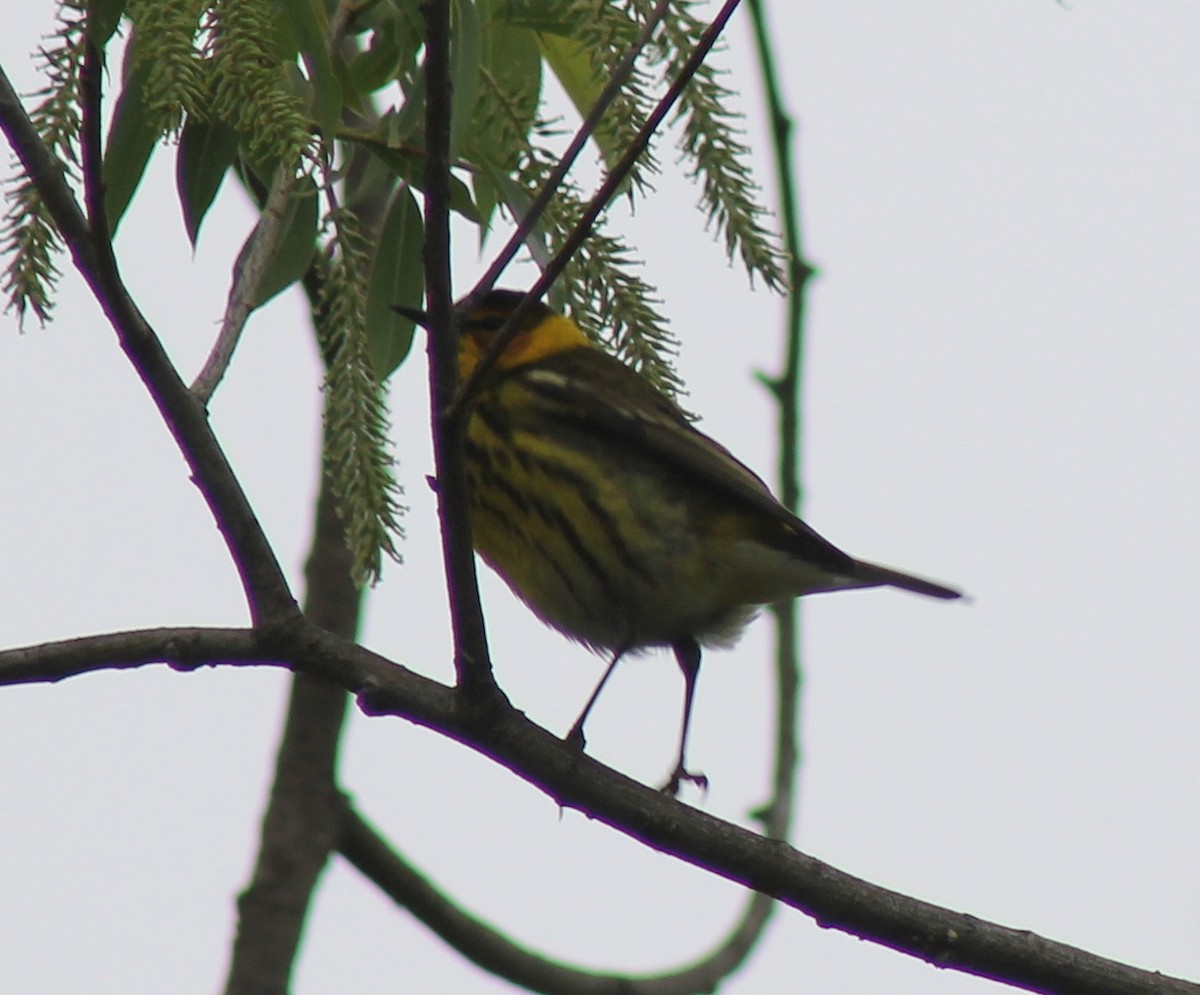 Cape May Warbler - Cole DiFabio