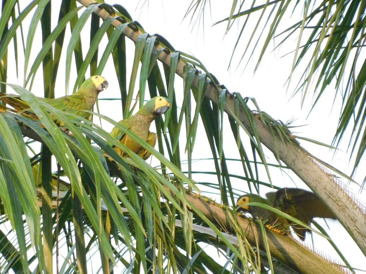 Red-bellied Macaw - Clarisa Márquez