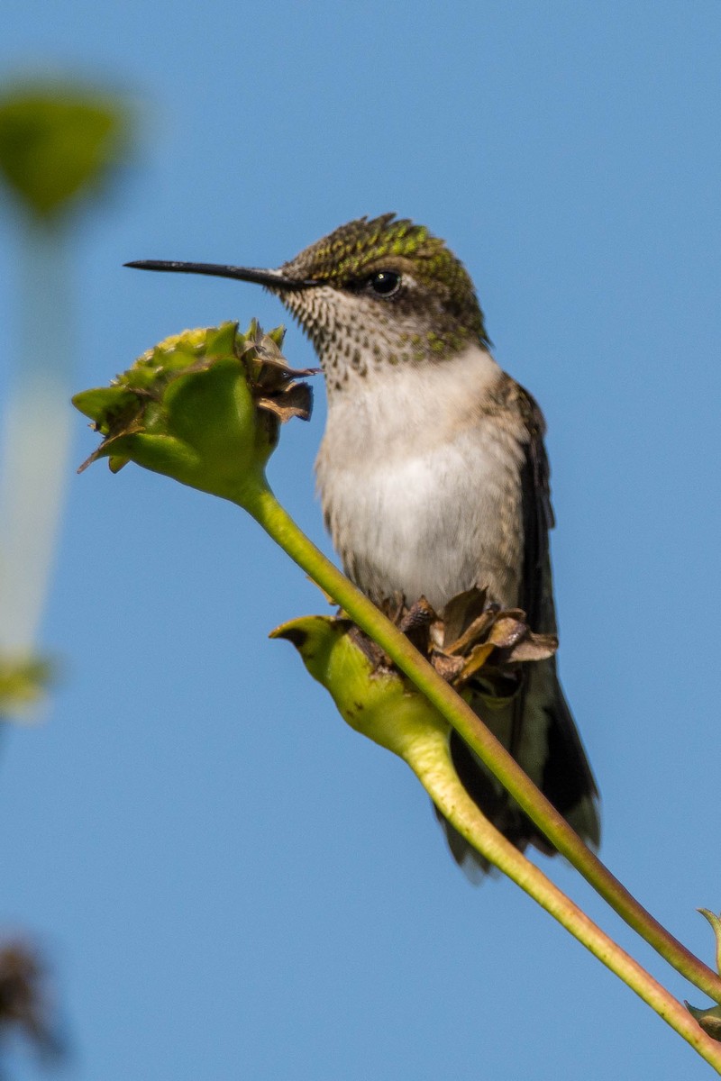 Ruby-throated Hummingbird - Mike Defina 🦅