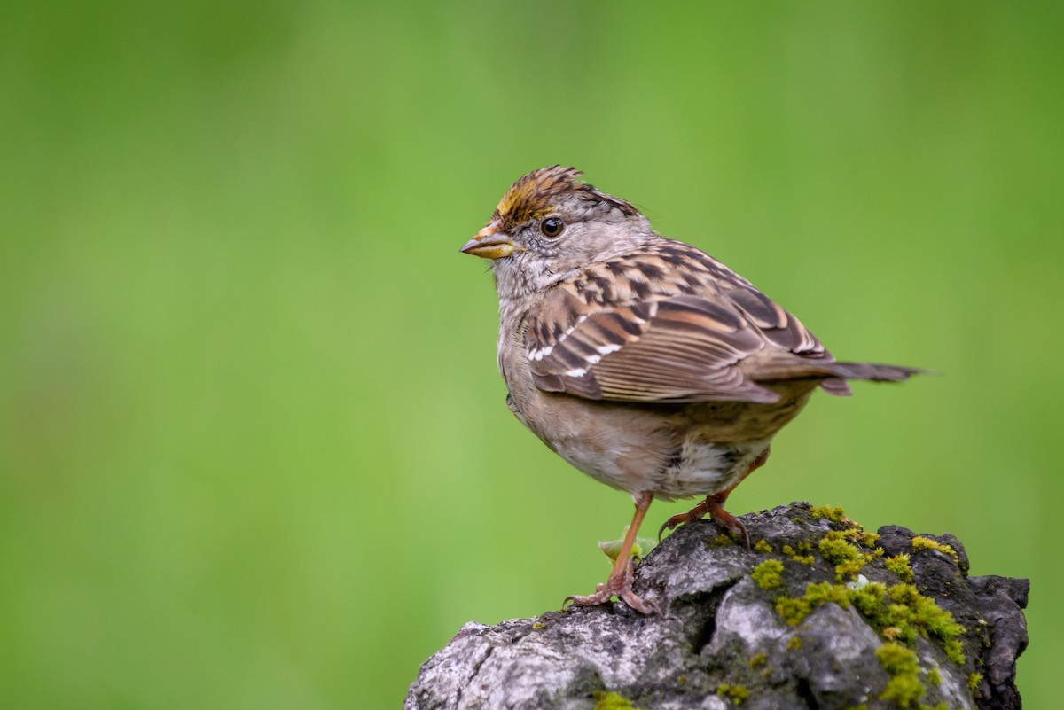 Golden-crowned Sparrow - Becky Matsubara